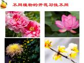 初中生物蘇教版（2024）七年級下冊4.9.3 植物的繁殖 課件