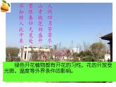 初中生物蘇教版（2024）七年級下冊4.9.3 植物的繁殖 課件