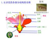 初中生物蘇教版（2024）七年級下冊4.9.3 植物的繁殖 課件