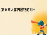 初中生物人教版（2024）七年級下冊第五章 人體內(nèi)廢物的排出 課件