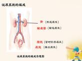 初中生物人教版（2024）七年級下冊第五章 人體內(nèi)廢物的排出 課件