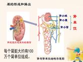 初中生物人教版（2024）七年級下冊第五章 人體內(nèi)廢物的排出 課件