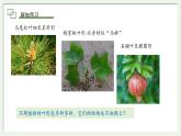 初中生物蘇教版（2024）七年級下冊4.10.1 植物的營養(yǎng)器官第2課時 課件