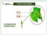 初中生物蘇教版（2024）七年級下冊4.10.1 植物的營養(yǎng)器官第2課時 課件