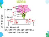 初中生物蘇教版（2024）七年級下冊4.10.1 植物的營養(yǎng)器官（第1課時） 課件