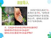 初中生物蘇教版（2024）七年級下冊4.10.1 植物的營養(yǎng)器官（第1課時） 課件