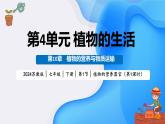 初中生物蘇教版（2024）七年級下冊4.10.1 植物的營養(yǎng)器官（第1課時） 課件