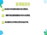 初中生物蘇教版（2024）七年級下冊4.10.1 植物的營養(yǎng)器官（第1課時） 課件