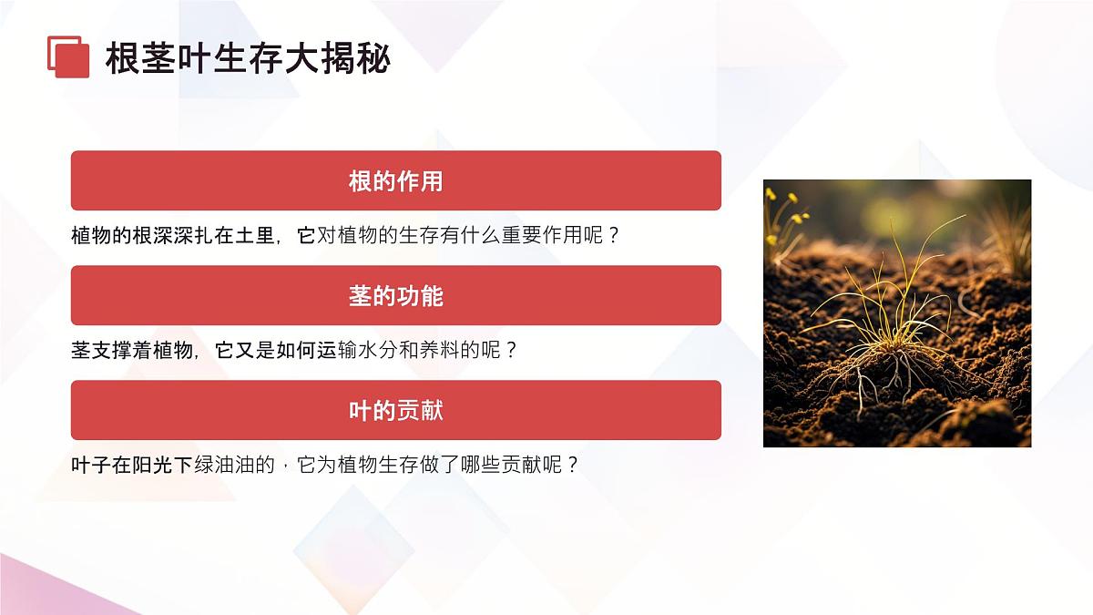 初中生物苏教版（2024）七年级下册4.9.2《植物的生长》 课件第5页