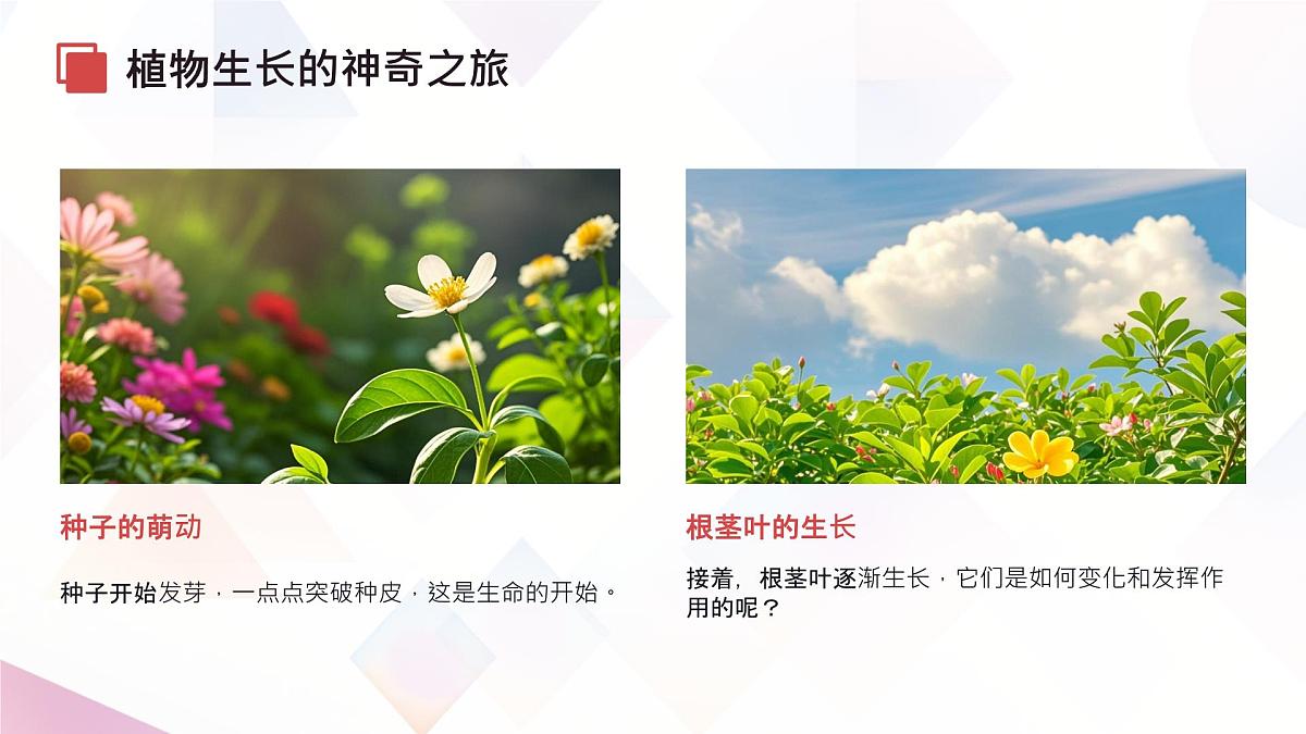 初中生物苏教版（2024）七年级下册4.9.2《植物的生长》 课件第6页