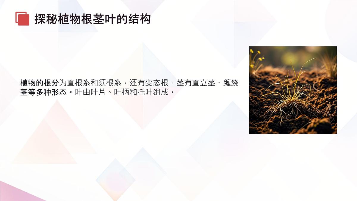 初中生物苏教版（2024）七年级下册4.9.2《植物的生长》 课件第8页