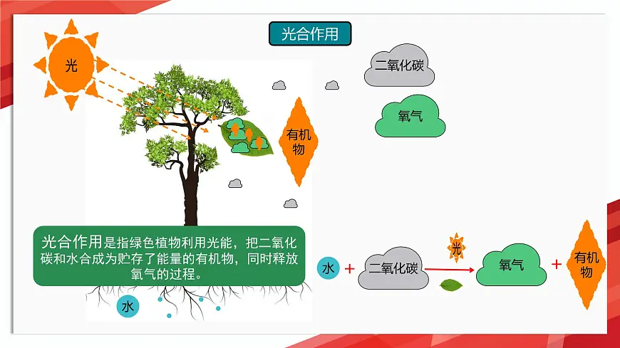初中生物苏教版（2024）七年级下册4.11.1 植物的光合作用 课件第3页