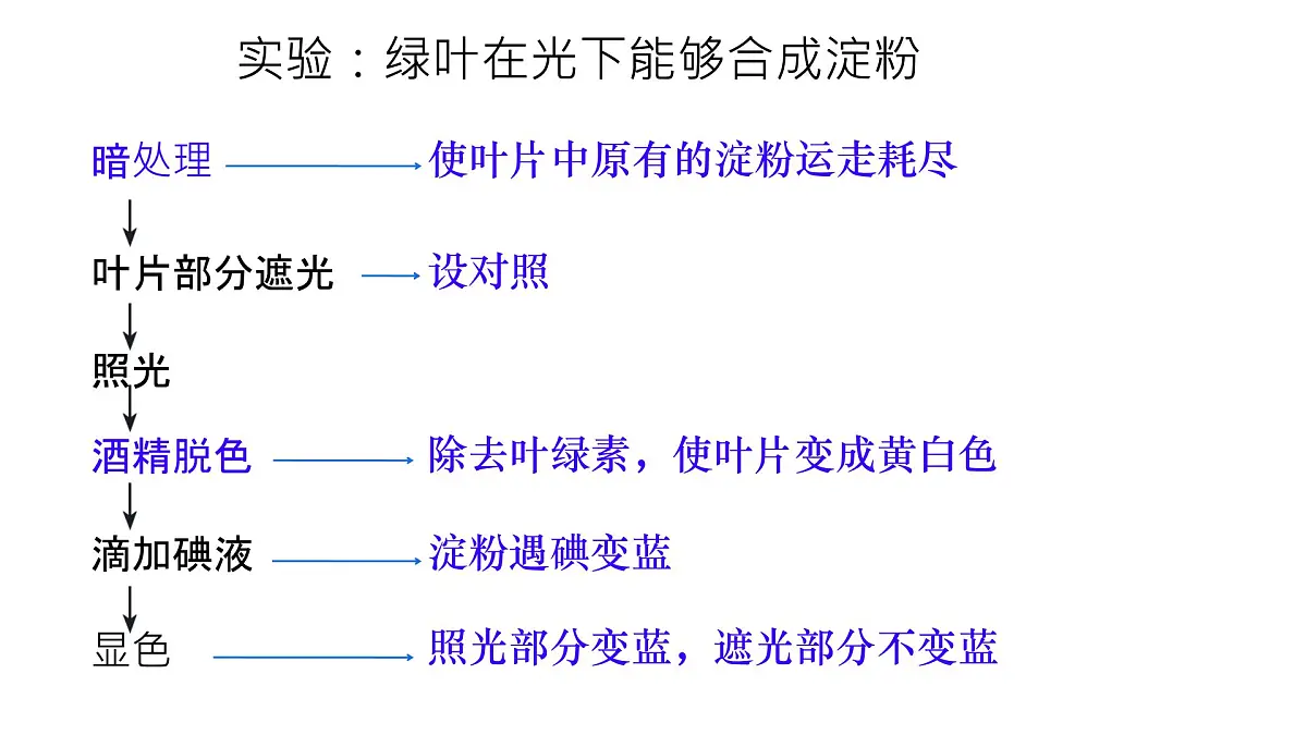 初中生物苏教版（2024）七年级下册4.11.1 植物的光合作用 课件第5页