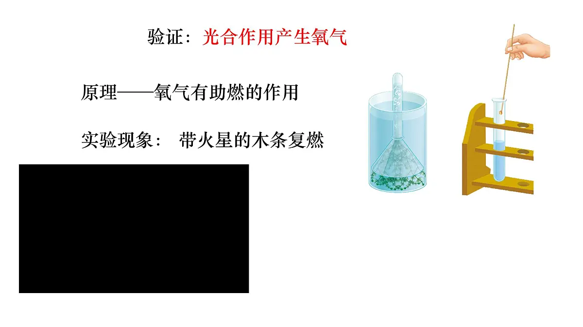 初中生物苏教版（2024）七年级下册4.11.1 植物的光合作用 课件第6页