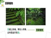 初中生物蘇科版（2024）七年級下冊4.7.2 苔蘚植物與蕨類植物 課件