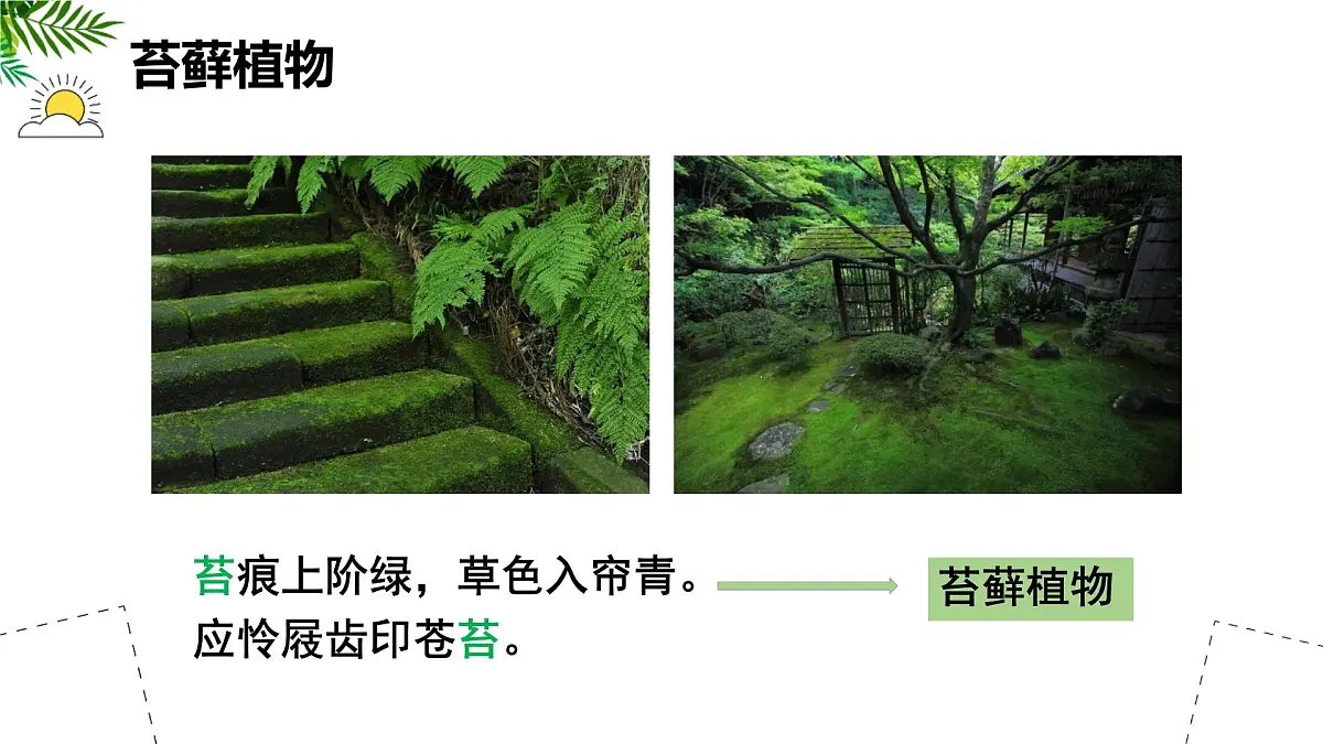 初中生物苏科版（2024）七年级下册4.7.2 苔藓植物与蕨类植物 课件第3页