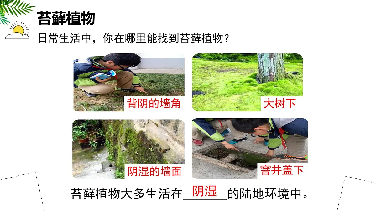 初中生物苏科版（2024）七年级下册4.7.2 苔藓植物与蕨类植物 课件第4页