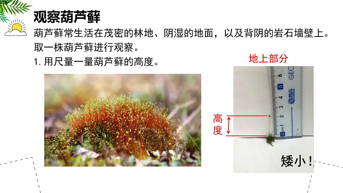 初中生物苏科版（2024）七年级下册4.7.2 苔藓植物与蕨类植物 课件第5页