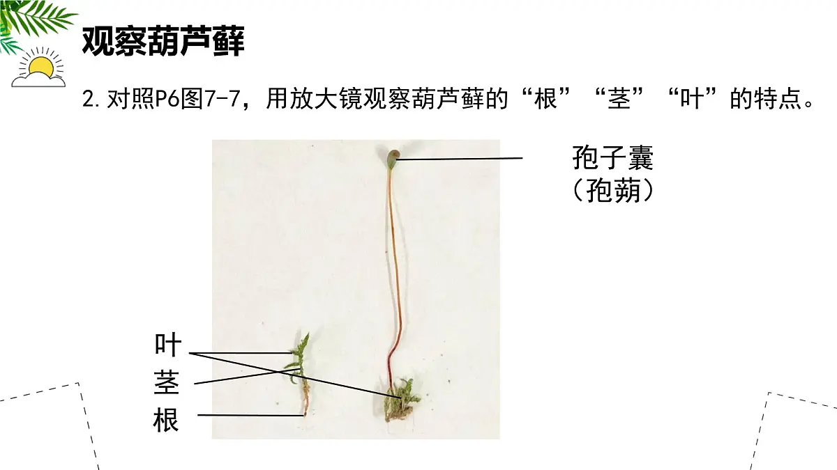 初中生物苏科版（2024）七年级下册4.7.2 苔藓植物与蕨类植物 课件第6页