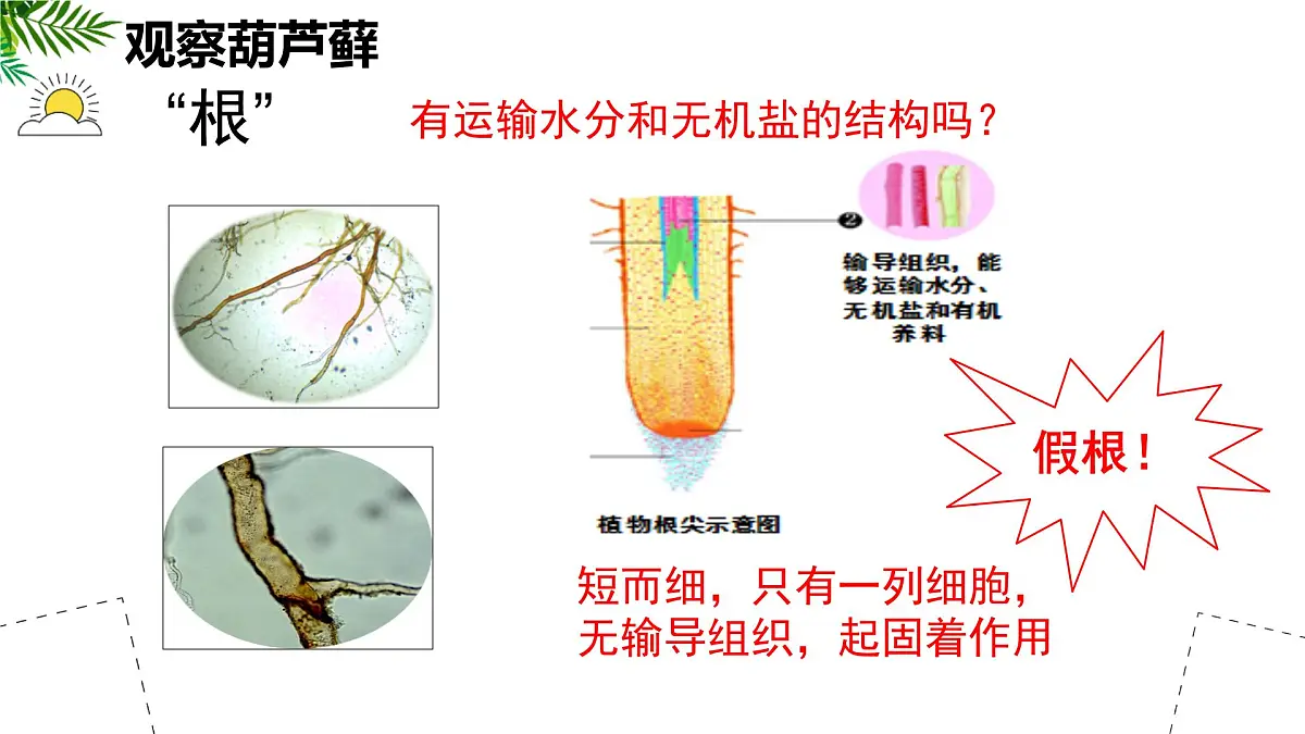 初中生物苏科版（2024）七年级下册4.7.2 苔藓植物与蕨类植物 课件第7页