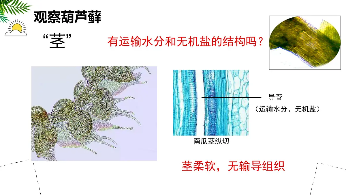 初中生物苏科版（2024）七年级下册4.7.2 苔藓植物与蕨类植物 课件第8页
