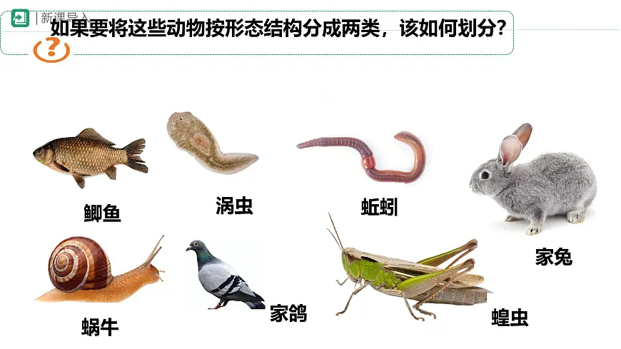 初中生物苏科版（2024）七年级下册4.8.1 无脊椎动物 课件第1页