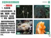 初中生物蘇科版（2024）七年級下冊4.8.1 無脊椎動物 課件