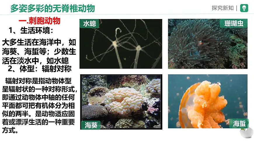初中生物苏科版（2024）七年级下册4.8.1 无脊椎动物 课件第5页