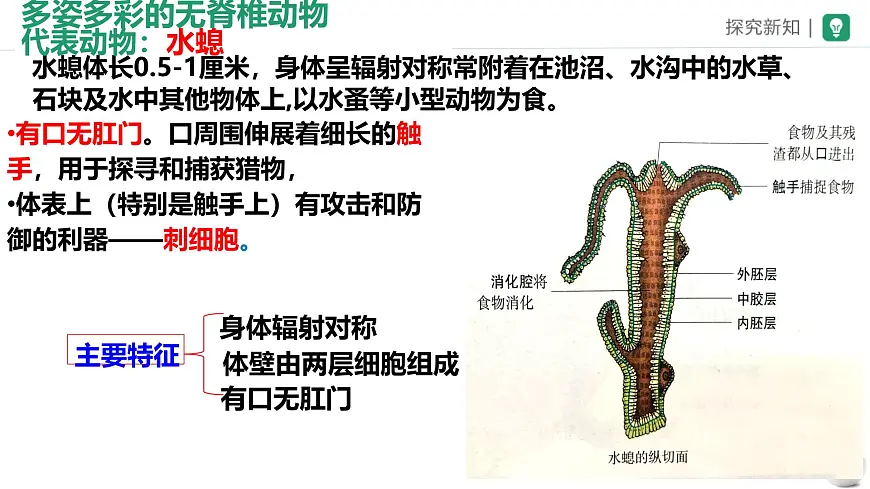 初中生物苏科版（2024）七年级下册4.8.1 无脊椎动物 课件第6页