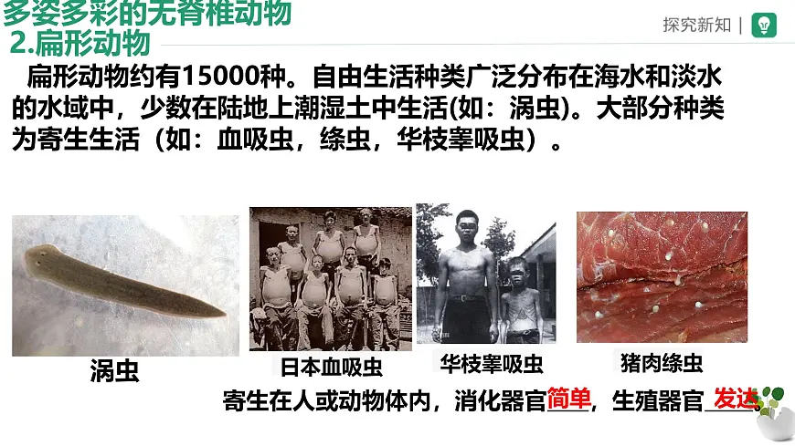 初中生物苏科版（2024）七年级下册4.8.1 无脊椎动物 课件第7页