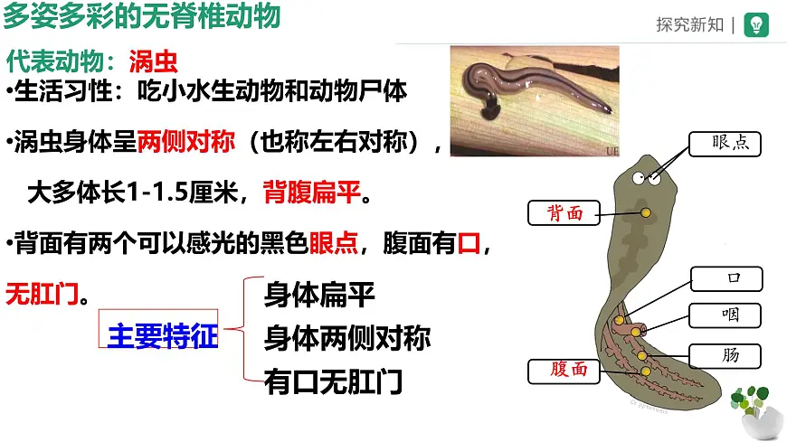 初中生物苏科版（2024）七年级下册4.8.1 无脊椎动物 课件第8页
