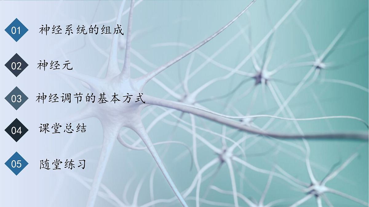 4.6.2神经调节课件2024-2025学年人教版生物八年级上册第2页