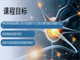 4.6.2神經(jīng)調節(jié)課件2024-2025學年人教版生物八年級上冊