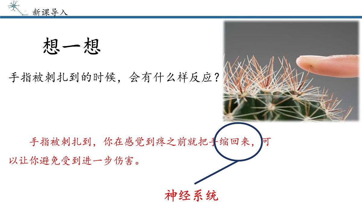 4.6.2神经调节课件2024-2025学年人教版生物八年级上册第4页