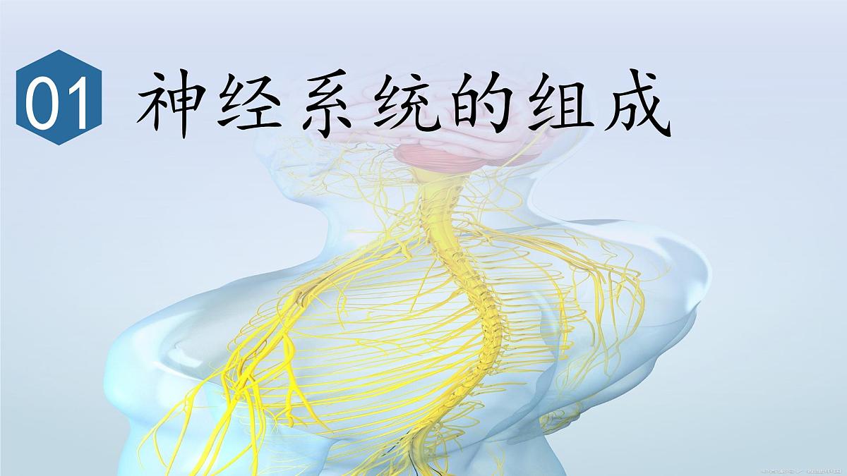 4.6.2神经调节课件2024-2025学年人教版生物八年级上册第5页