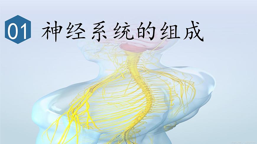4.6.2神经调节课件2024-2025学年人教版生物八年级上册第5页