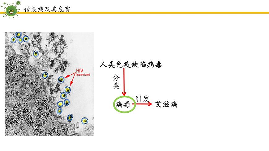 4.7.1传染病及其预防课件2024-2025学年人教版生物八年级上册第8页
