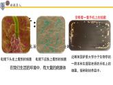 4.7.2免疫與免疫規(guī)劃課件2024-2025學年人教版生物八年級上冊