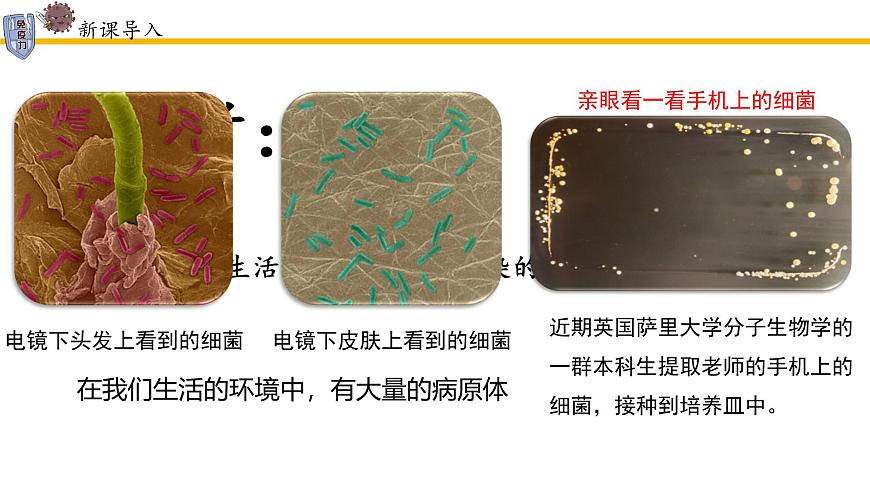 4.7.2免疫与免疫规划课件2024-2025学年人教版生物八年级上册第4页