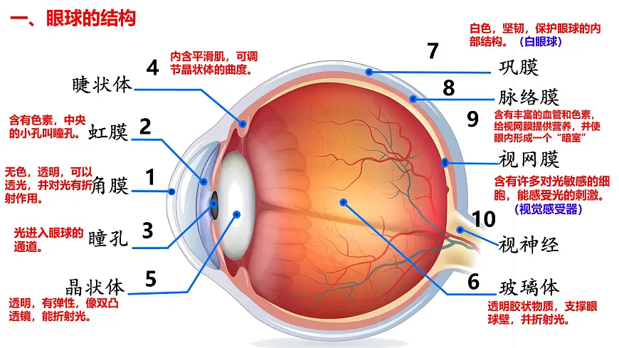 6.1 人体对外界环境的感知（第1课时）课件2024-2025学年人教版生物八年级上册第8页