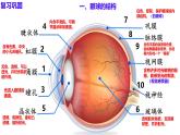 6.1 人體對外界環(huán)境的感知（第2課時）課件2024-2025學年人教版生物八年級上冊