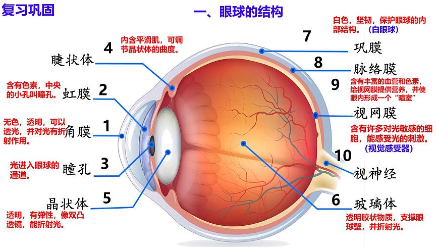 6.1 人体对外界环境的感知（第2课时）课件2024-2025学年人教版生物八年级上册第1页