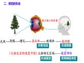 6.1 人體對外界環(huán)境的感知（第2課時）課件2024-2025學年人教版生物八年級上冊