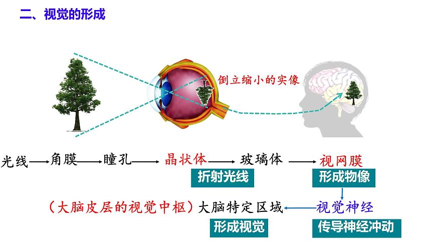 6.1 人体对外界环境的感知（第2课时）课件2024-2025学年人教版生物八年级上册第2页