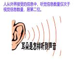 6.1 人體對外界環(huán)境的感知（第2課時）課件2024-2025學年人教版生物八年級上冊
