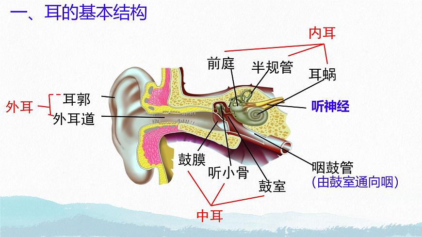 6.1 人体对外界环境的感知（第2课时）课件2024-2025学年人教版生物八年级上册第6页