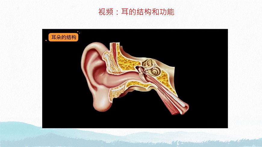 6.1 人体对外界环境的感知（第2课时）课件2024-2025学年人教版生物八年级上册第8页
