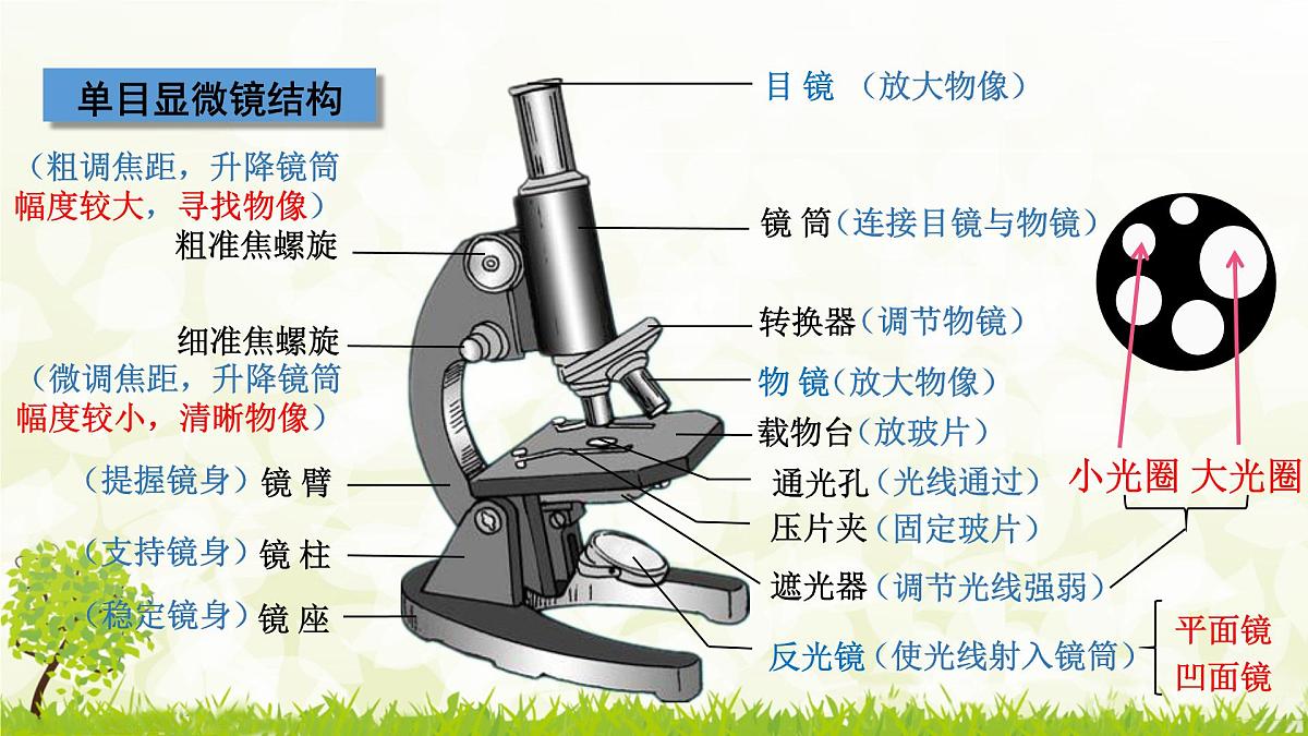 人教版生物七年级上册 1.2.1  学习使用显微镜 (1) 课件第4页
