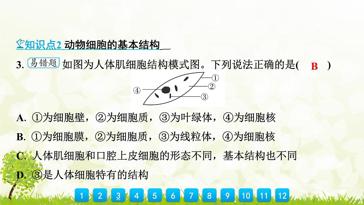人教版生物七年级上册 1.2.3　动物细胞 课件第7页