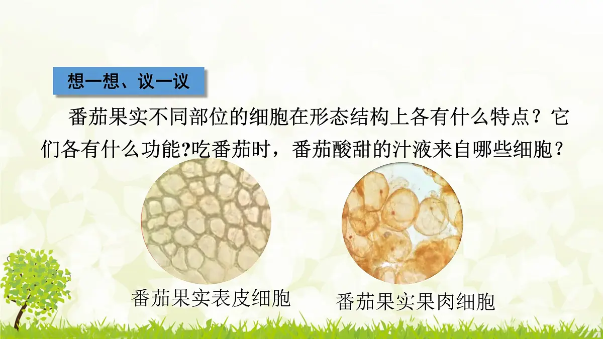 人教版生物七年级上册 1.3.3 植物体的结构层次 课件第2页